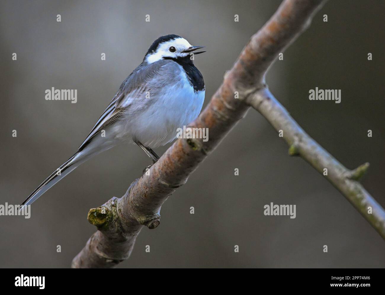 Kersdorf, Deutschland. 05. April 2023. Ein Wagtail (Motacilla alba). Hagelschwänze mit ihrem schwarz-weißen Gefieder, ihrem langen, wackelnden Schwanz und ihrer Beweglichkeit am Boden dürfen nicht mit anderen kleinen Vögeln verwechselt werden. Der Rattenschwanz ist ein Zugvogel, der sich von März bis Oktober in Deutschland aufhält. Kredit: Patrick Pleul/dpa/Alamy Live News Stockfoto