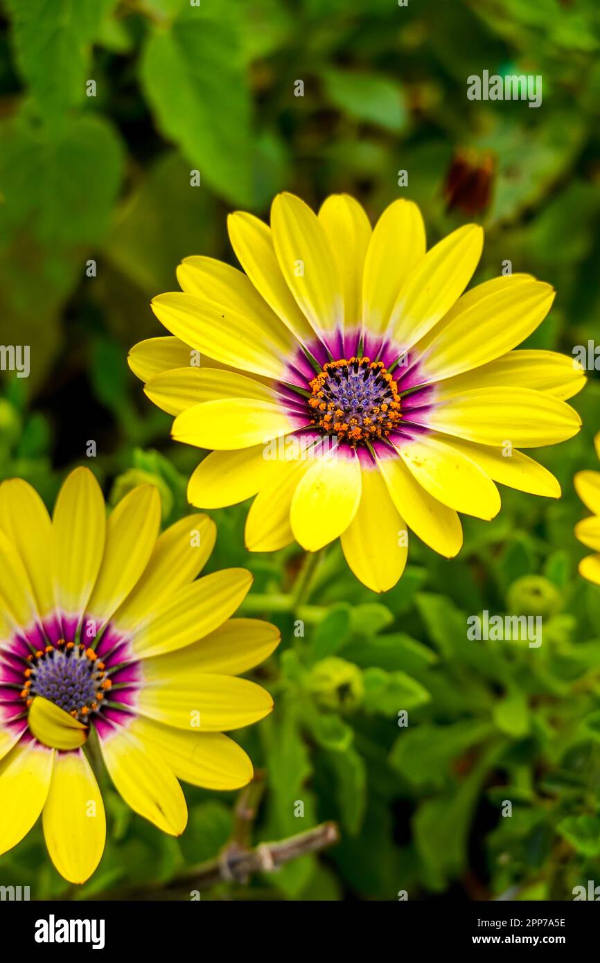 Gelb African Daisy Osteospermum wächst in einem Garten in Orange County, Kalifornien, USA Stockfoto