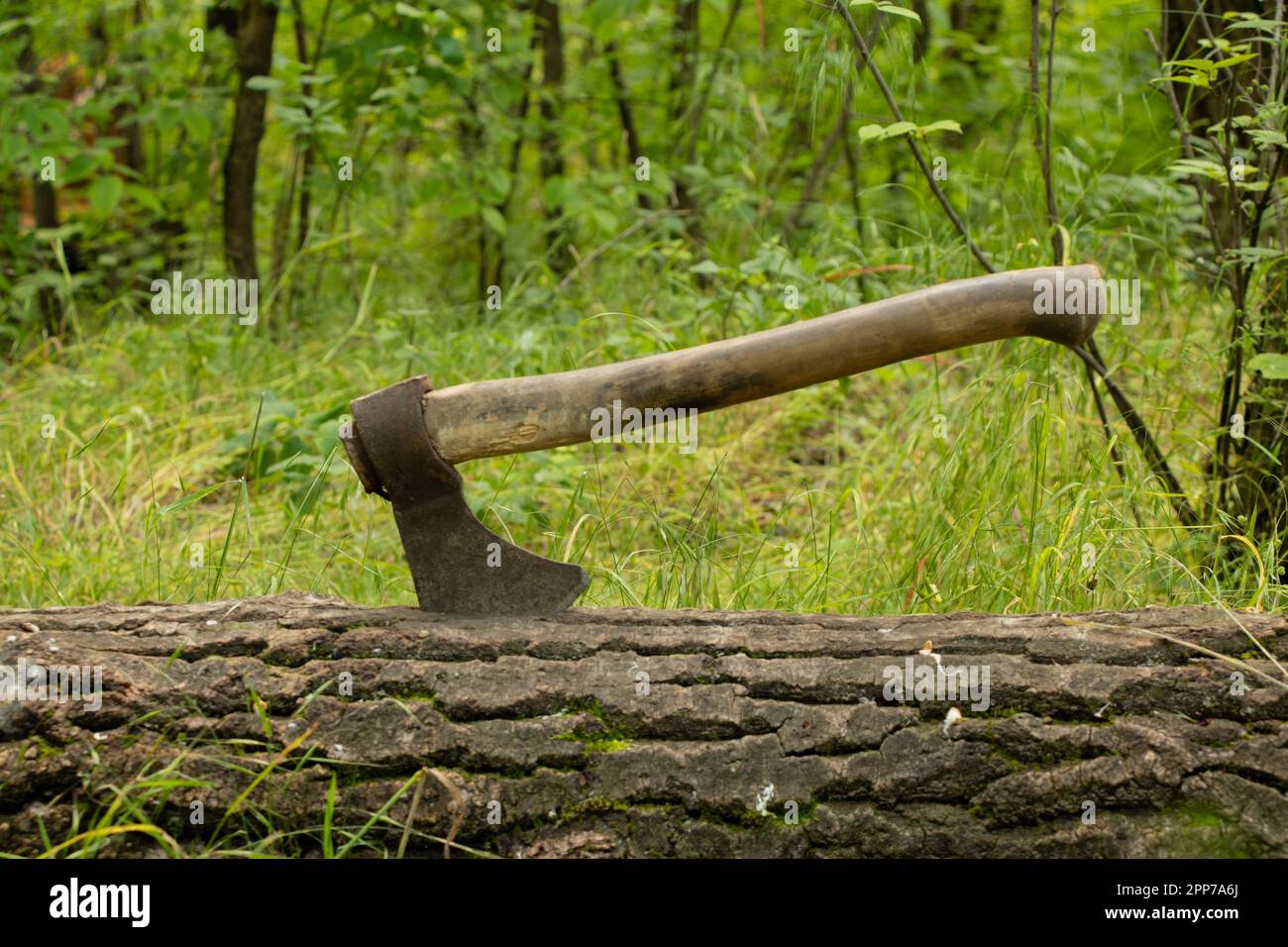 Alte Axt steht in einem Baum in einem Wald in der Sonne auf einem Grashintergrund Stockfoto