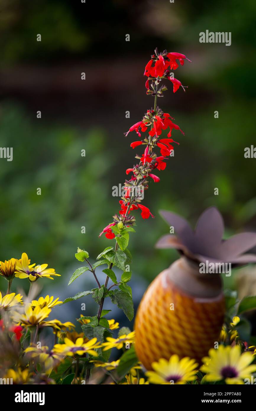 Scharlachsalbe, Salvia coccinea oder Salvia splendens, auch bekannt als Scharlachsalvia, die in Kalifornien, USA angebaut wird Stockfoto