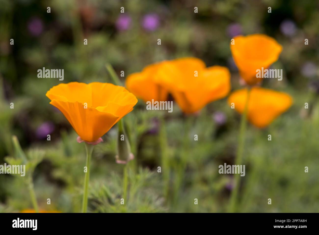 California Poppy Eschscholzia californica, Wales, Vereinigtes Königreich Stockfoto