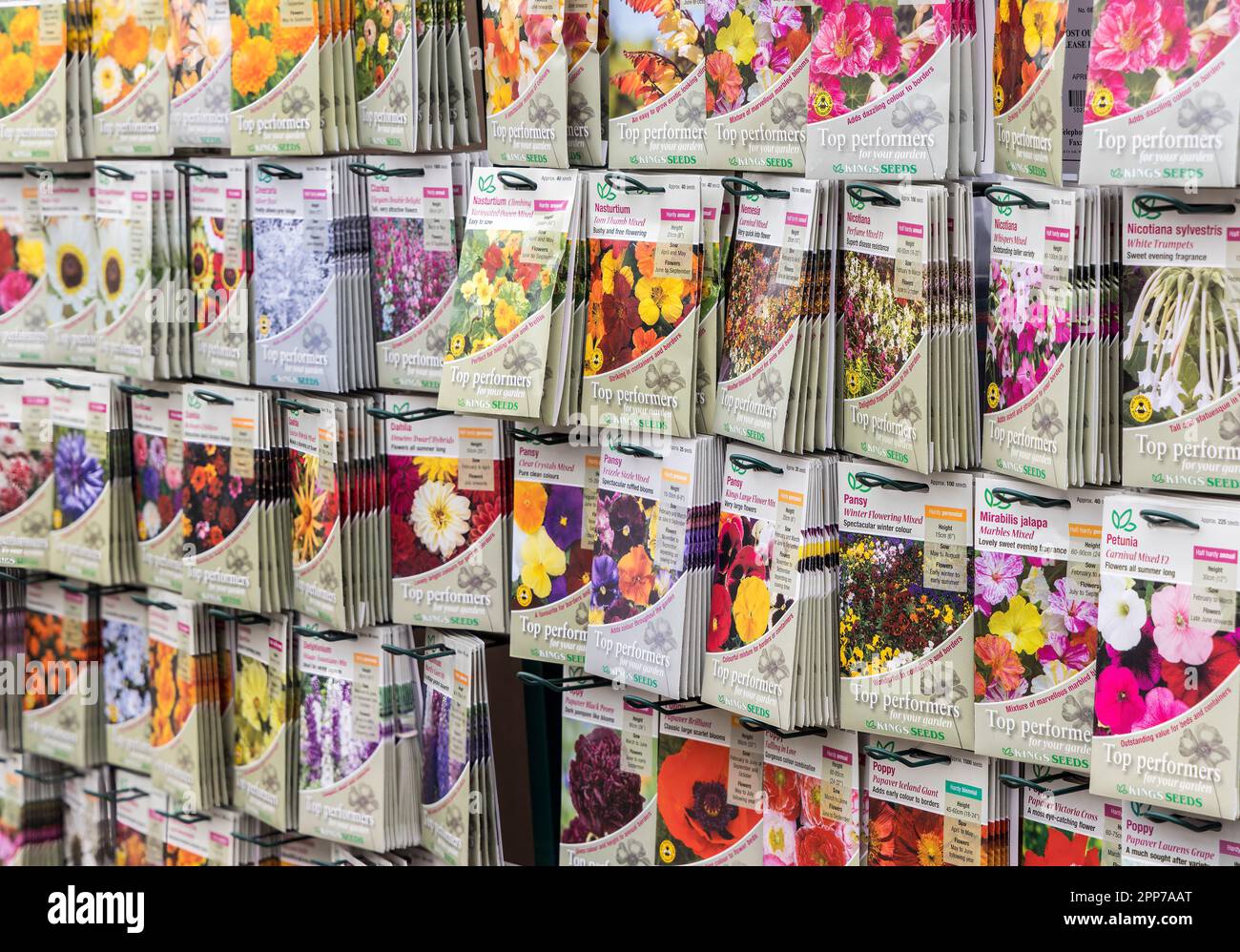 Blumensaaten im Angebot, Wales, Großbritannien Stockfoto