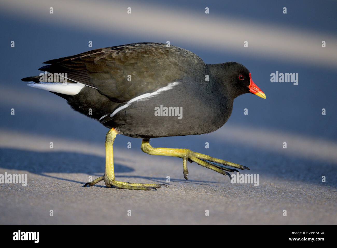 Moorhen (Gallinula) Spaziergang am Seeufer am Helston Boating Lake, Stockfoto