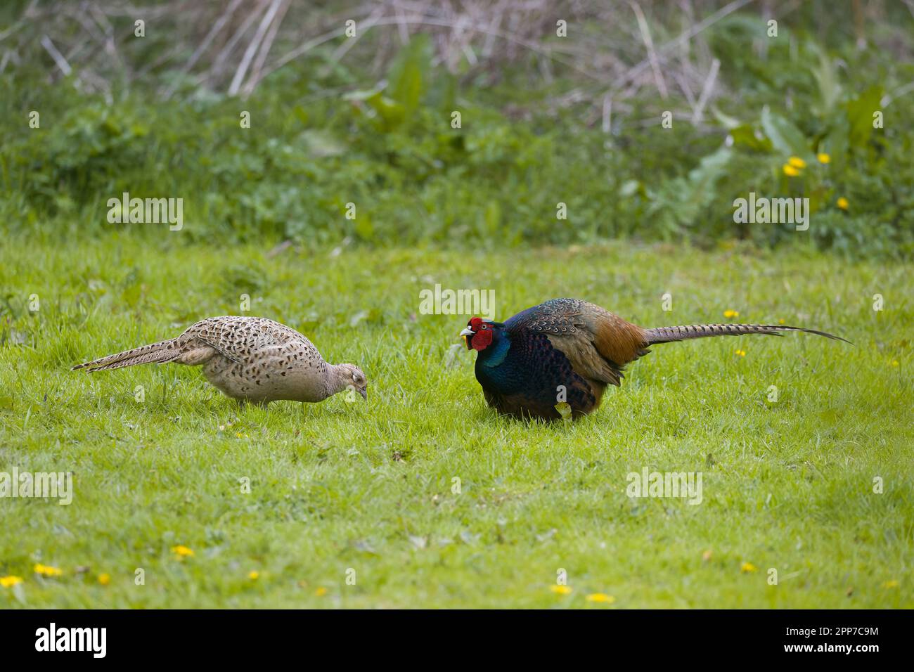 Gewöhnlicher Fasan Phasianus colchicus, erwachsenes Paar, das auf Gras steht, Suffolk, England, April Stockfoto