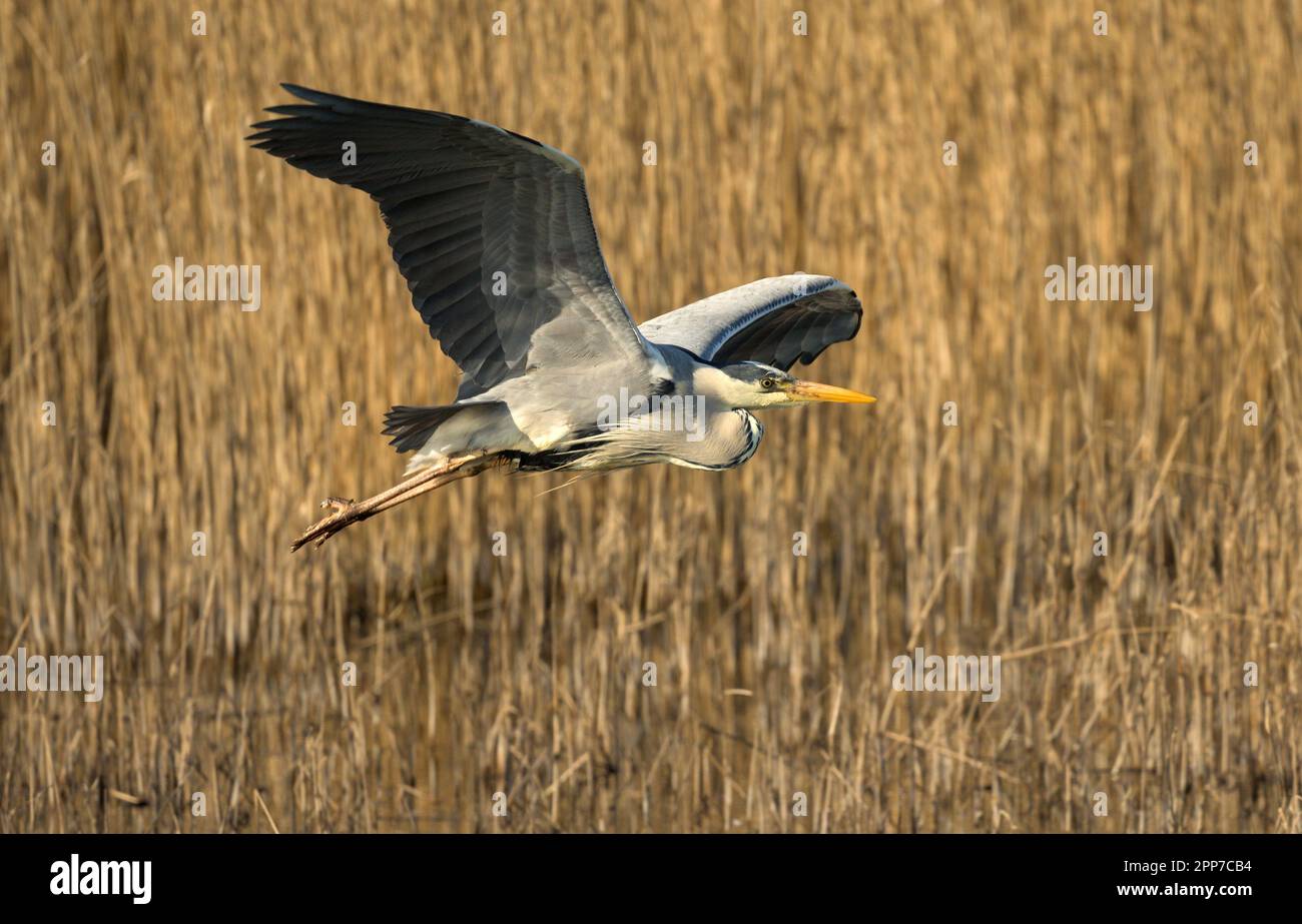 Graureiher bei Marazion Marsh in Cornwall Stockfoto