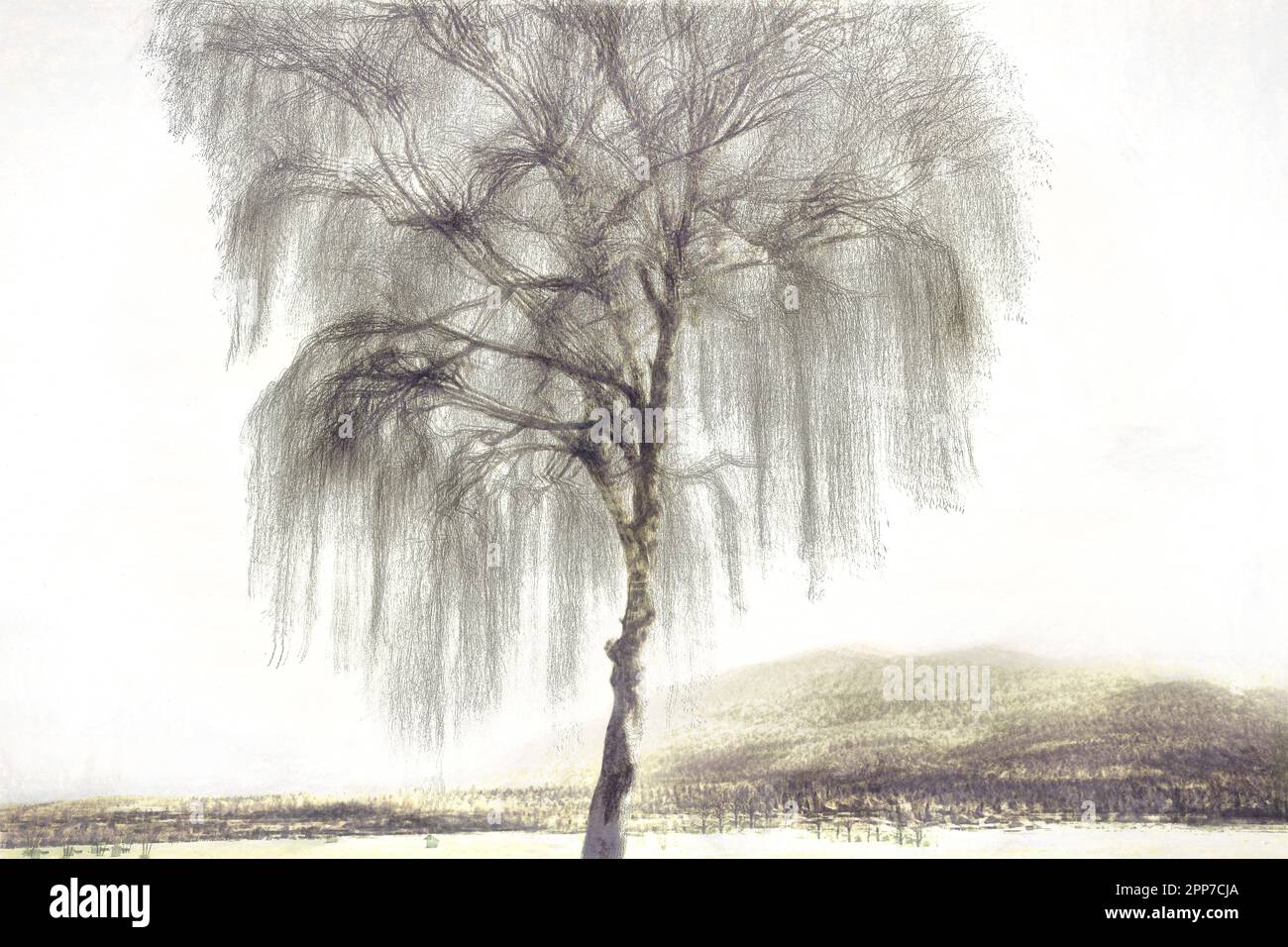 FOTOGRAFISCHE KUNST: Silverbirchbaum im Kochel-Loisach-Moor in Bichl von Edmund Nagele FRPS Stockfoto