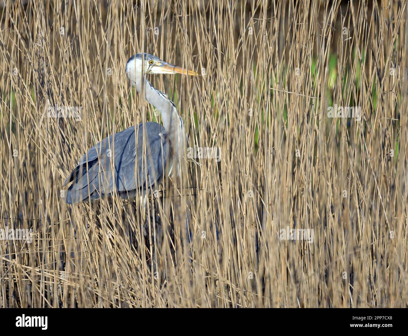 Graureiher bei Marazion Marsh in Cornwall Stockfoto
