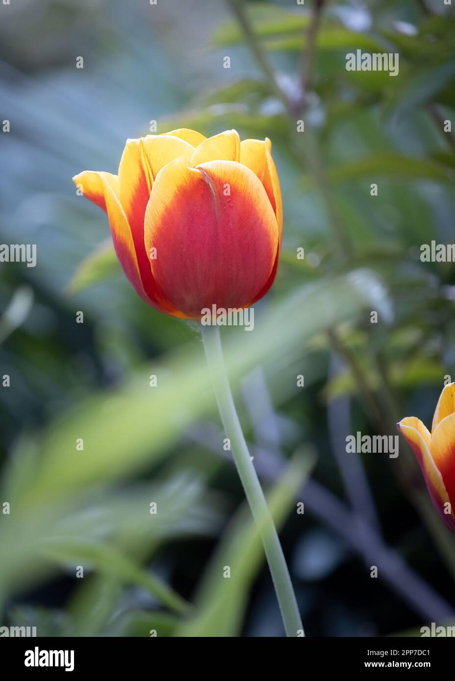 Eine einzelne rote und gelbe Tulpe, tulipa, auf einem grünen blauen Bokeh-Hintergrund im Frühling, Lancaster, Pennsylvania Stockfoto