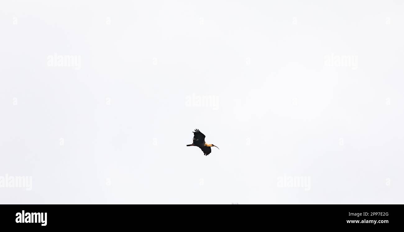 Curicacas (Theristicus caudatus) fliegen in klarem Himmel gegen die Hintergrundbeleuchtung Stockfoto