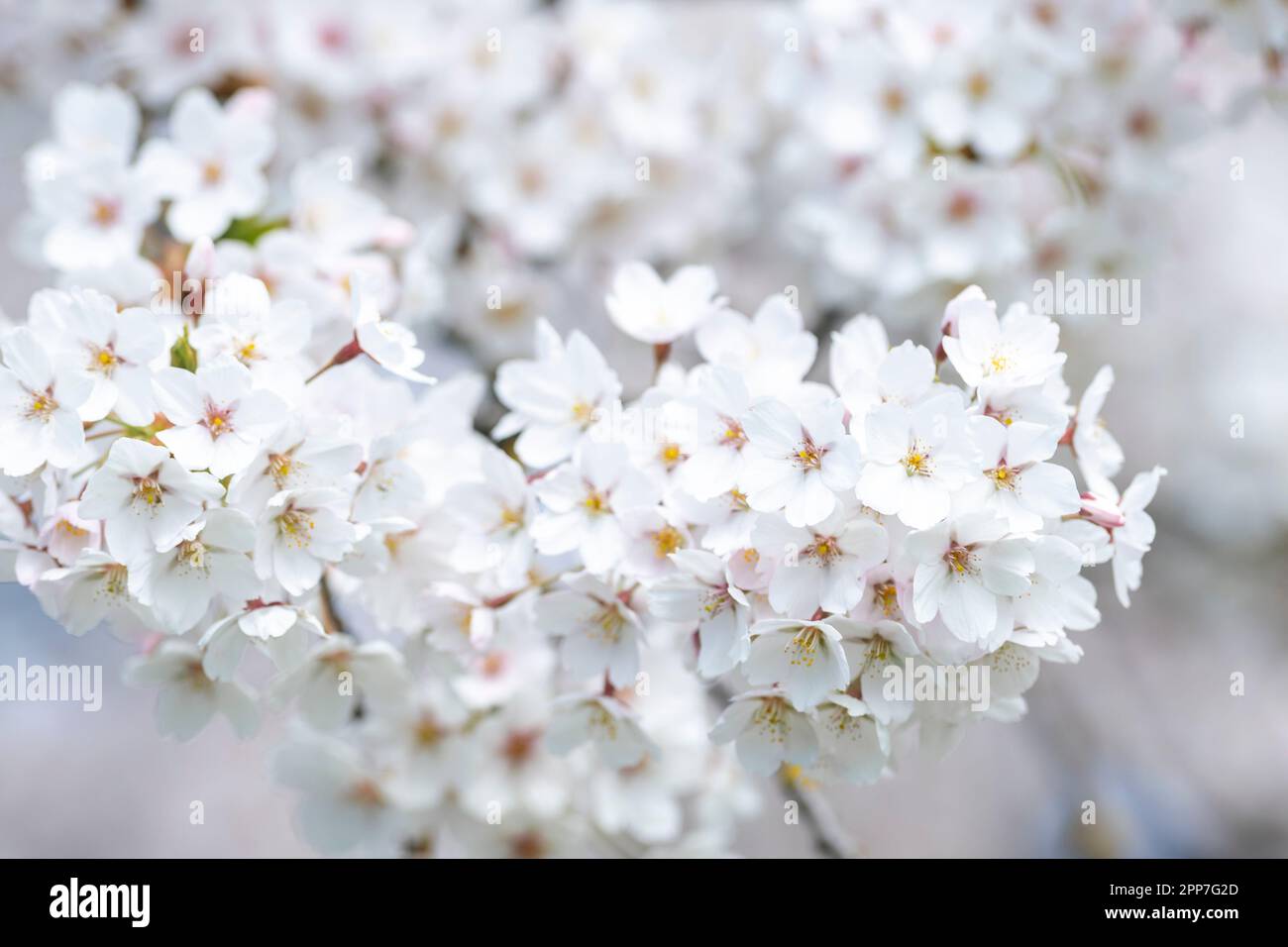 Kirschblüten im Frühling. Horizontales Saakura-Poster, Grußkarten, Kopfzeilen, Website und App Stockfoto