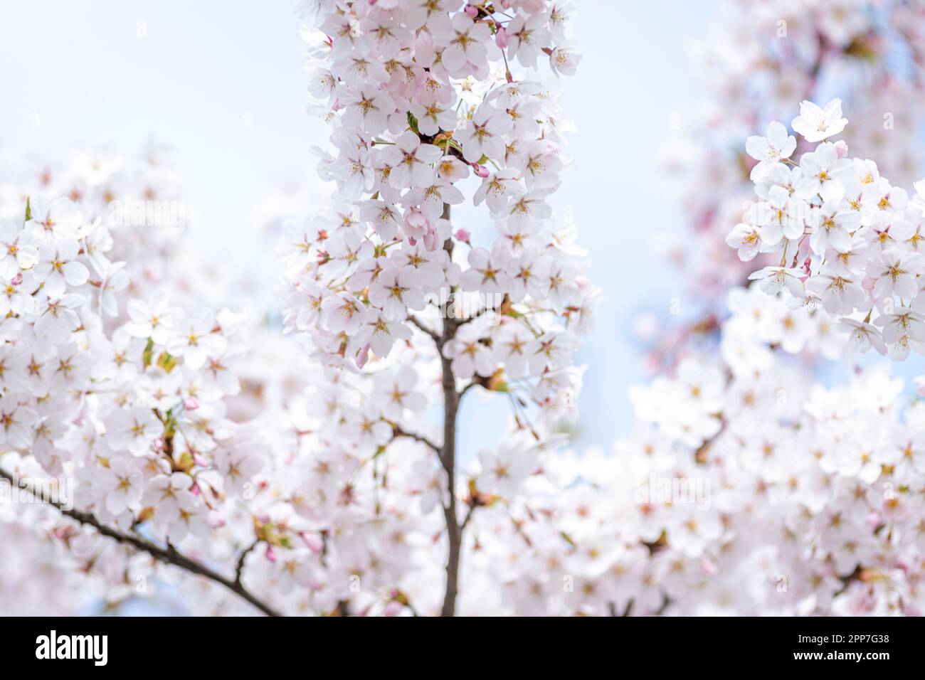 Kirschblüten im Frühling. Horizontales Saakura-Poster, Grußkarten, Kopfzeilen, Website und App Stockfoto