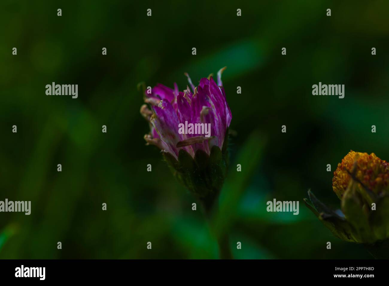 Blumen in der Natur eines Gartens mit dem verschwommenen Hintergrund von Farbenbildern von Blumen und Pflanzen Stockfoto