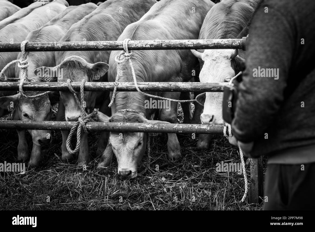 Beaucroissant, Isere, Rhone Alpes Auvergne, Frankreich April 22 2023 : die berühmte Messe Beaucroissant, die älteste Messe Frankreichs seit 1219 Stockfoto