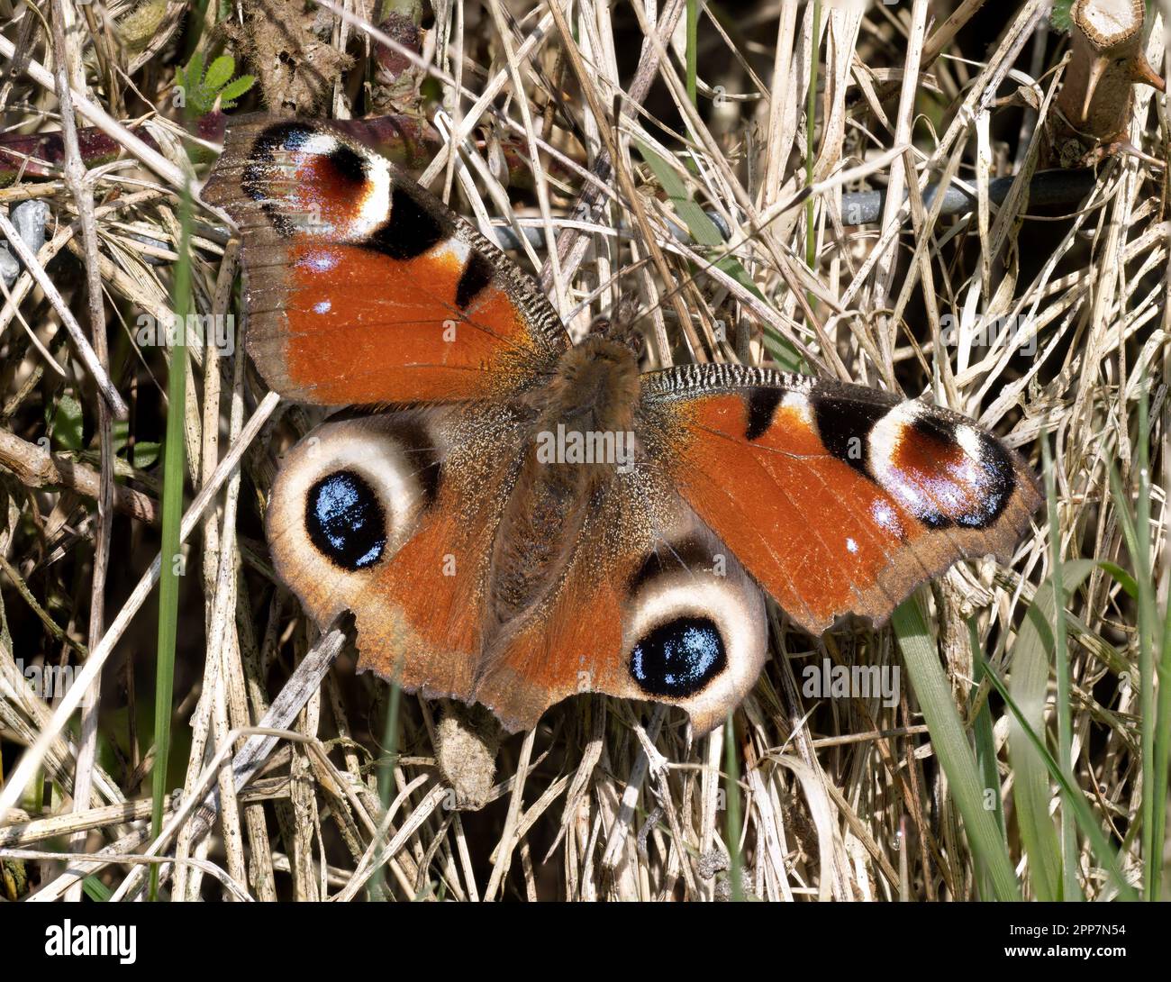 Schmuddeliger, überwinterter Peacock-Schmetterling alias Inachis io. Großbritannien, April. Stockfoto