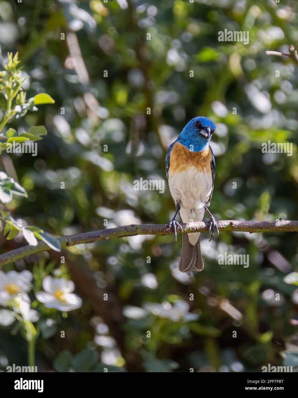 Lazuli-Bunting im blühenden Baum im Frühling. Stockfoto