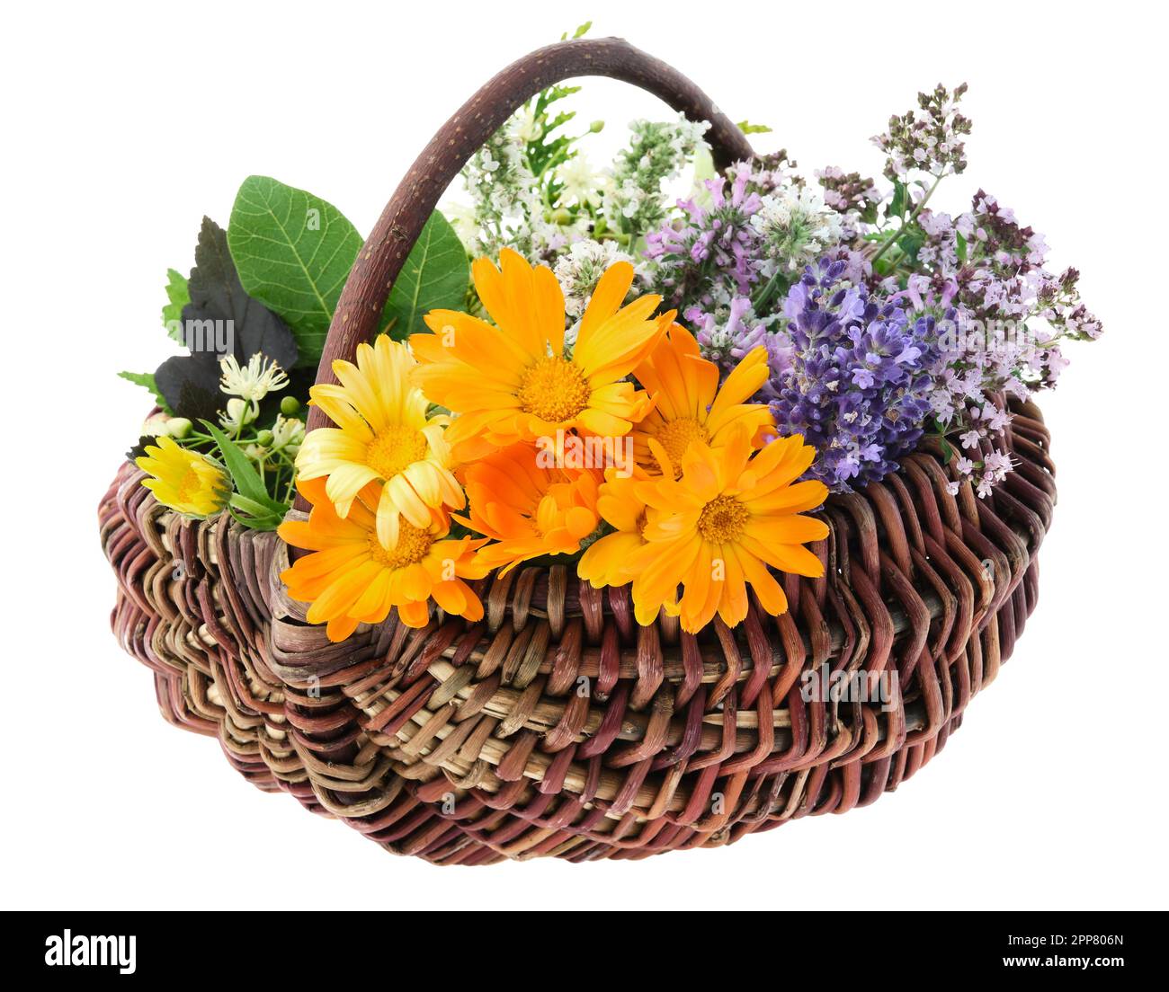 Korb voller gesunder frischer Heilkräuter, isoliert. Calendula, Lavendel, Oregano, Minze, melissa-Blumen. Alternative pflanzliche Medizin. Stockfoto