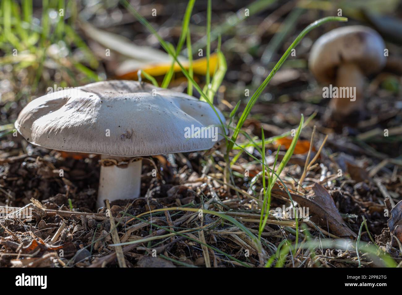 Zwei Pilze (Agaricus campestris) im Gras. Stockfoto