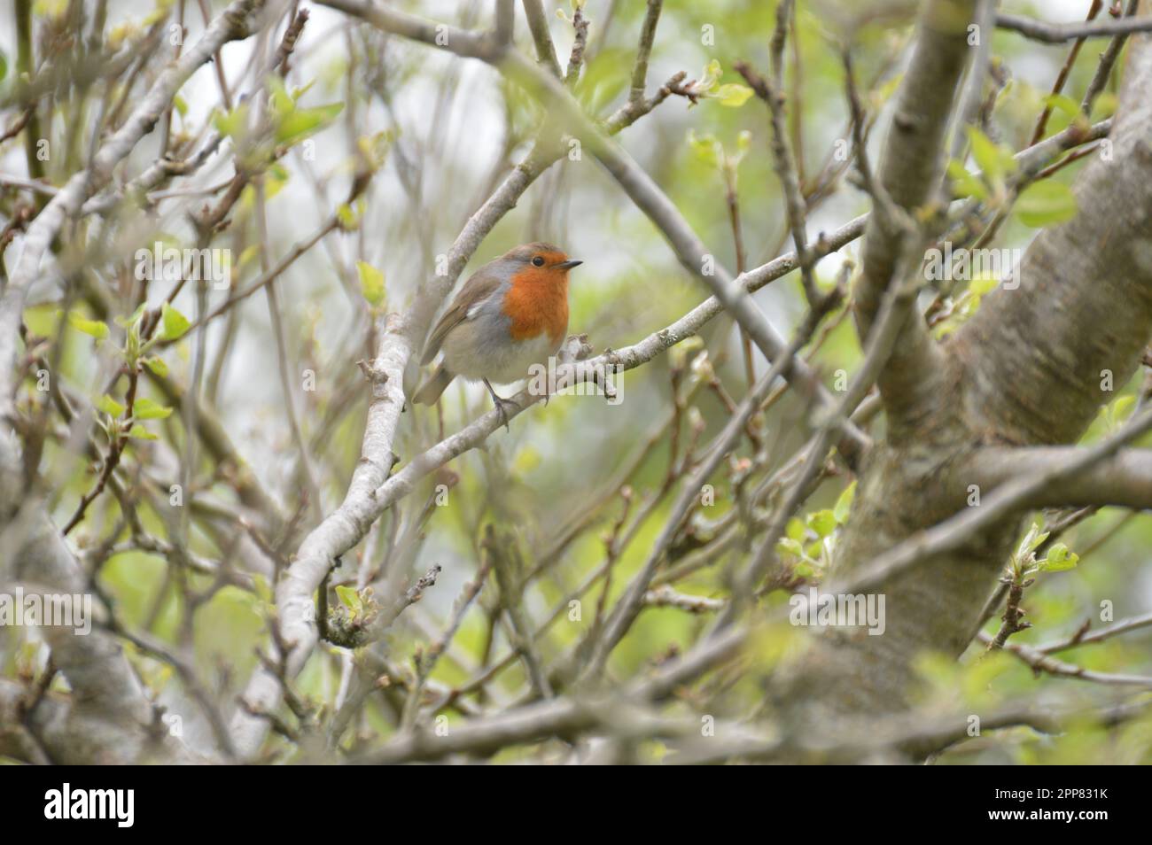 Der kleine Robin stand auf einem Ast Stockfoto