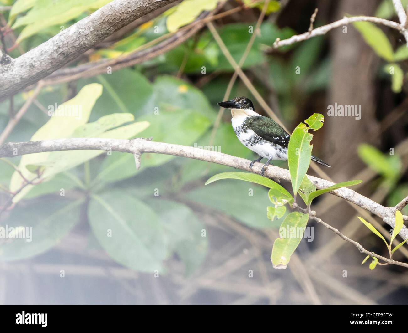 Grüner Königsfischer (Chloroceryle americana), Sierpe River, Costa Rica Stockfoto