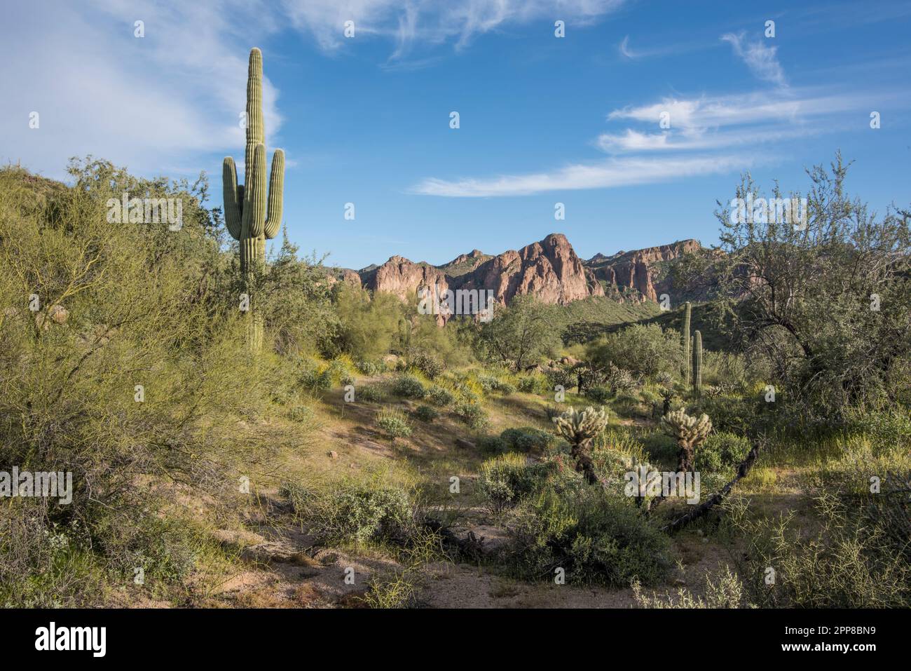 Wildblumen und saguaro-Kakteen im Frühling im Picacho Peak State Park, Sonora-Wüste, Picacho, Arizona, USA Stockfoto