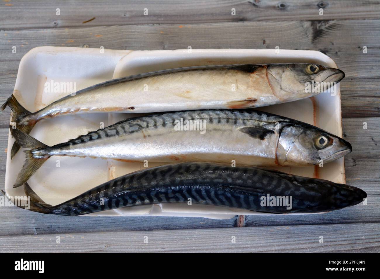 Makrelenfische, roh, roh, verschiedene Arten von pelagischen Fischen, meist aus der Familie Scombridae, Makrelenarten haben typischerweise tief gespaltene Schwänze Stockfoto