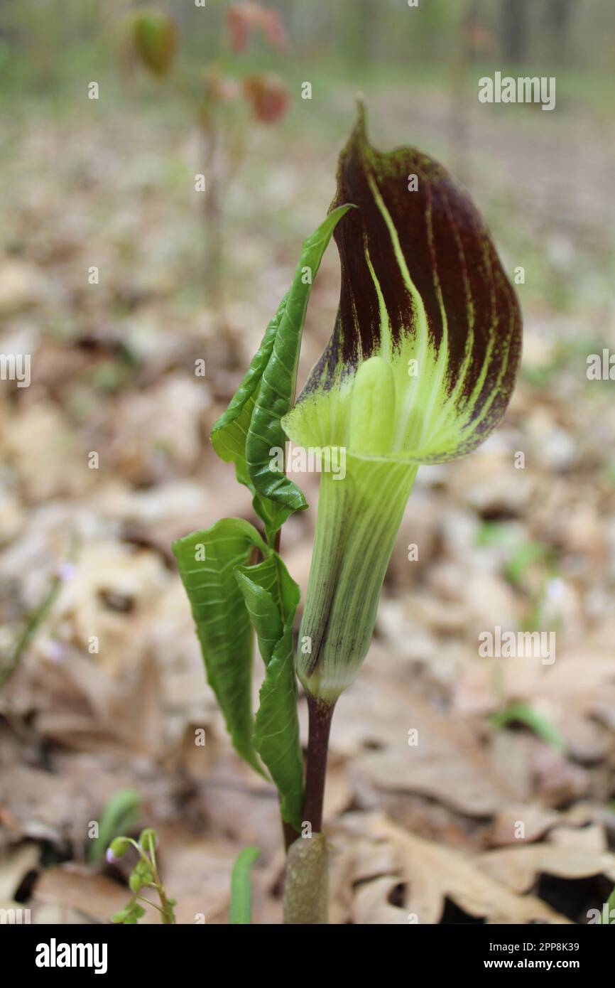 Im Camp Ground Road Woods in des Plaines, Illinois, liegt ein „Jack-in-the-Kanzel“ mit braunen Blättern auf dem Boden Stockfoto
