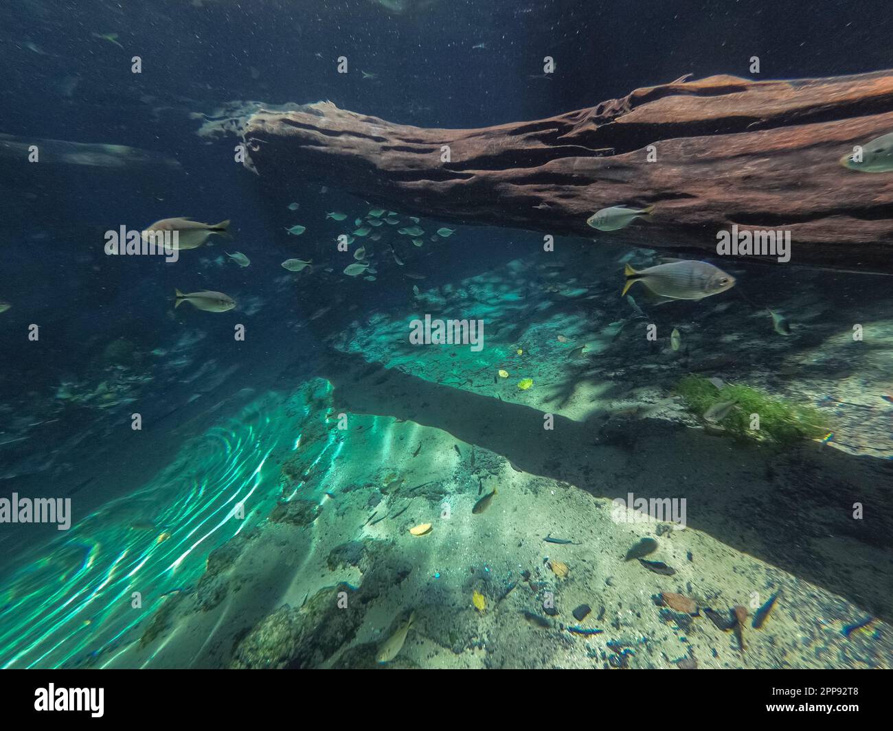 Sehen Sie die Unterwasserwelt in einer kristallklaren Regenwaldquelle mit tropischen Fischen und Baumstämmen, Reflexionen des Sonnenlichts, Bom Jardim, Mato Grosso, Brasilien Stockfoto