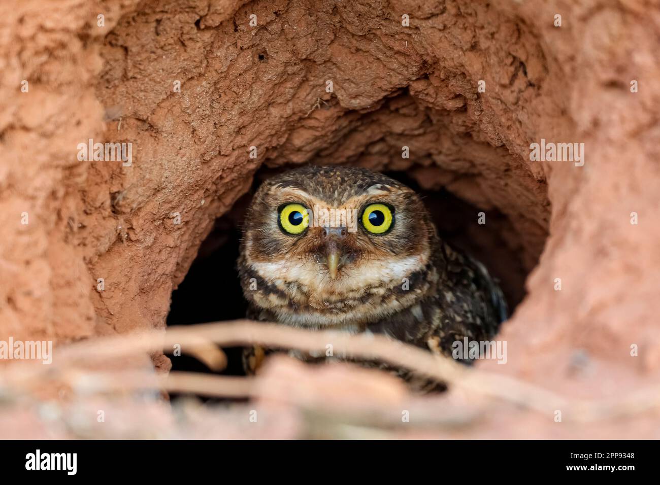 Nahaufnahme einer Burrowing Owl, die in ihrem Tonnest auf dem Boden sitzt, mit Blick auf die Kamera, San Jose do Rio Claro, Mato Grosso, Brasilien Stockfoto