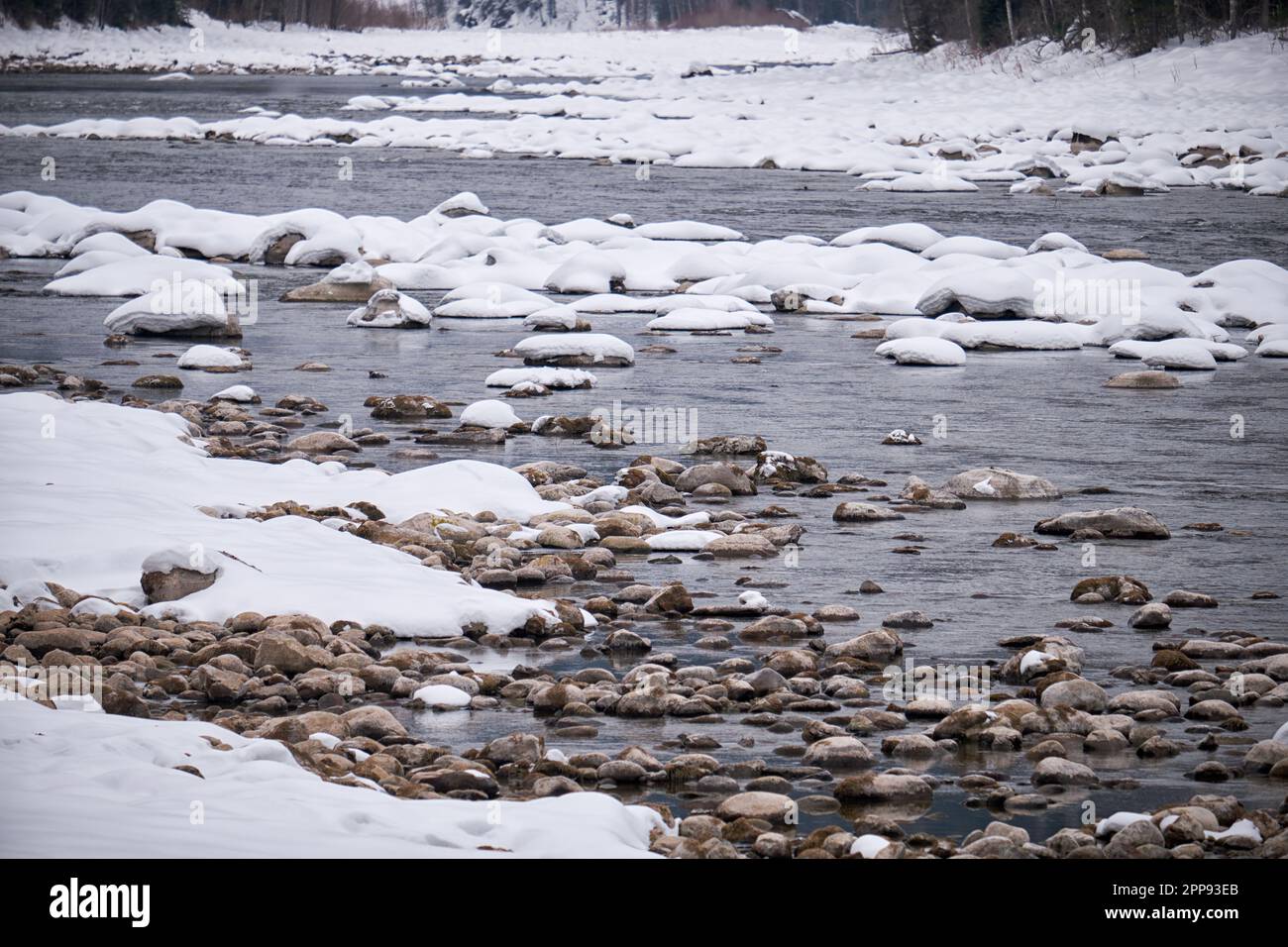 Steine mit Schneekappen im Wasser des Flusses Altai Biya in der Wintersaison. Altai, Sibirien, Russland Stockfoto