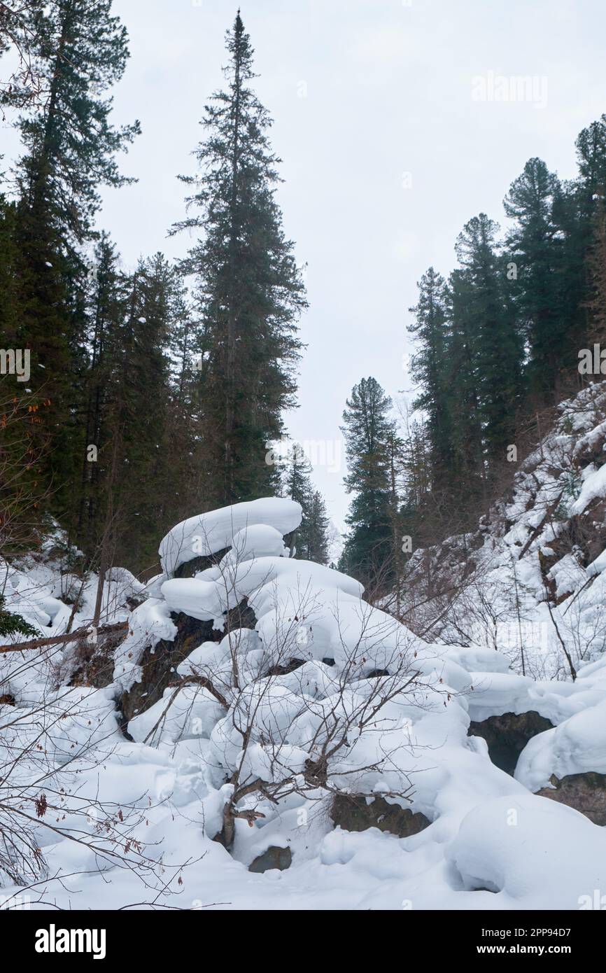 Fußweg im Winter Taigawald unter starkem Schnee entlang des Flusses Tevenek (dritter Fluss) am Ufer des Sees Teletskoe. Artybash, Altai, Sibirien, Russland Stockfoto