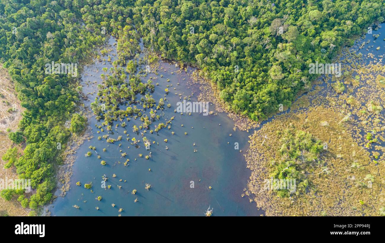 Luftaufnahme direkt auf eine Amazonische Lagune mit Palmen, umgeben von einheimischen Regenwäldern und Feuchtgebieten, San Jose do Rio Claro, Mato Grosso, Br Stockfoto