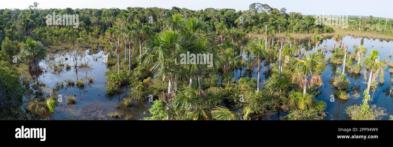 Luftpanorama einer Amazonas-Lagune mit Palmen rund um und im Wasser, natürliche Insel in einem landwirtschaftlichen Gebiet, Umweltschutz, San Jose do Stockfoto