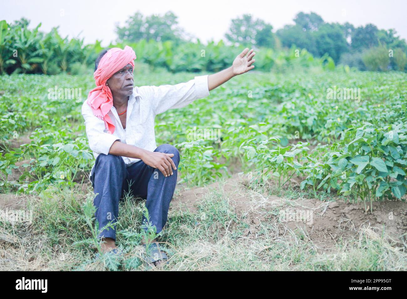 Cowpea Seeds Landwirtschaft, glücklicher indischer Bauer, armer Bauer Stockfoto