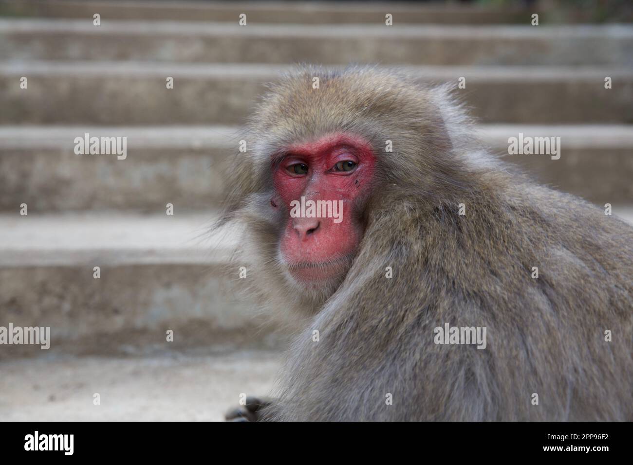 Jigokudani Wild Snow Monkey Park, Nagano Japan Stockfoto