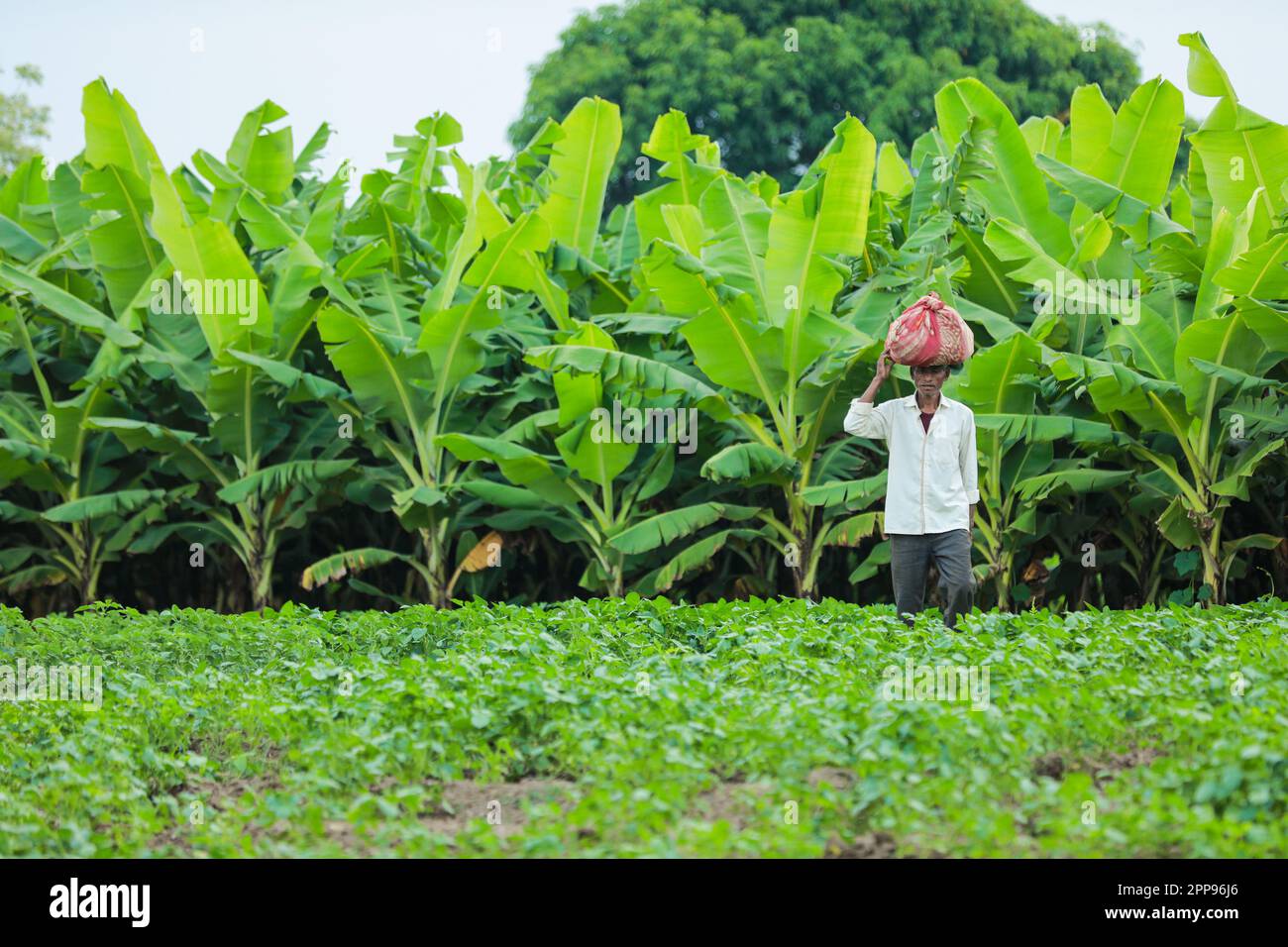 Cowpea Seeds Landwirtschaft, glücklicher indischer Bauer, armer Bauer Stockfoto