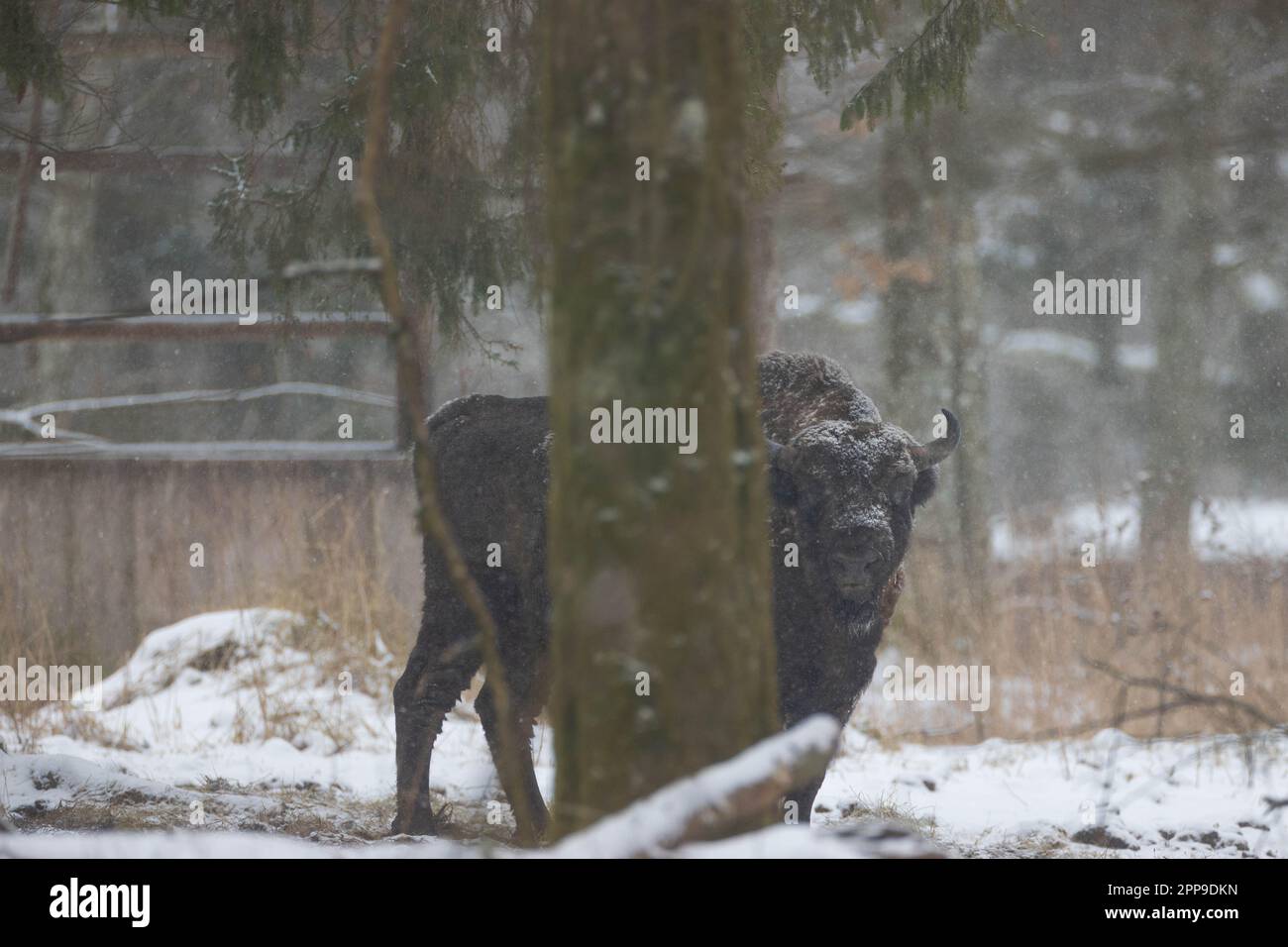 Europäischer Bison-Mann im Schneefall, der in die Kamera schaut, Bialowieza-Wald, Polen, Europa Stockfoto