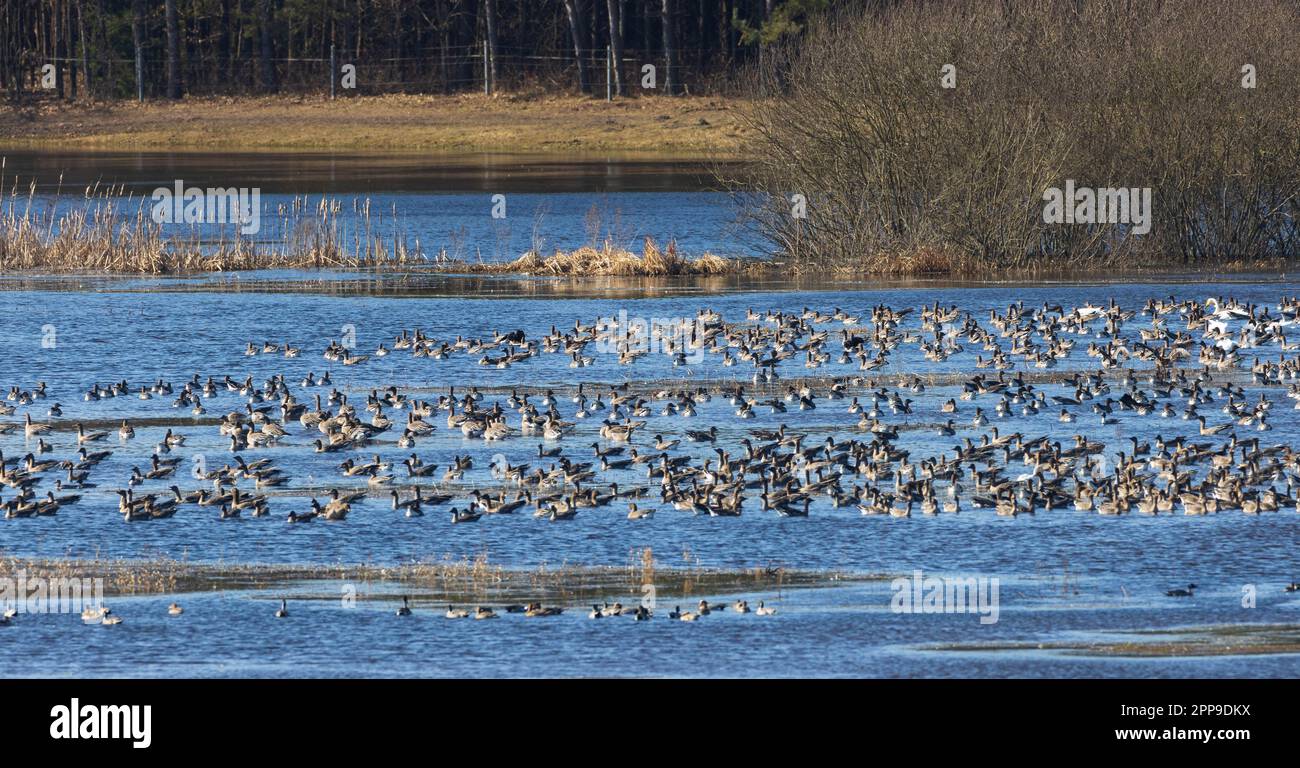 Große Herde von Wasservögeln und Schwanen im Frühjahr, Woiwodschaft Podlaskie, Polen, Europa Stockfoto