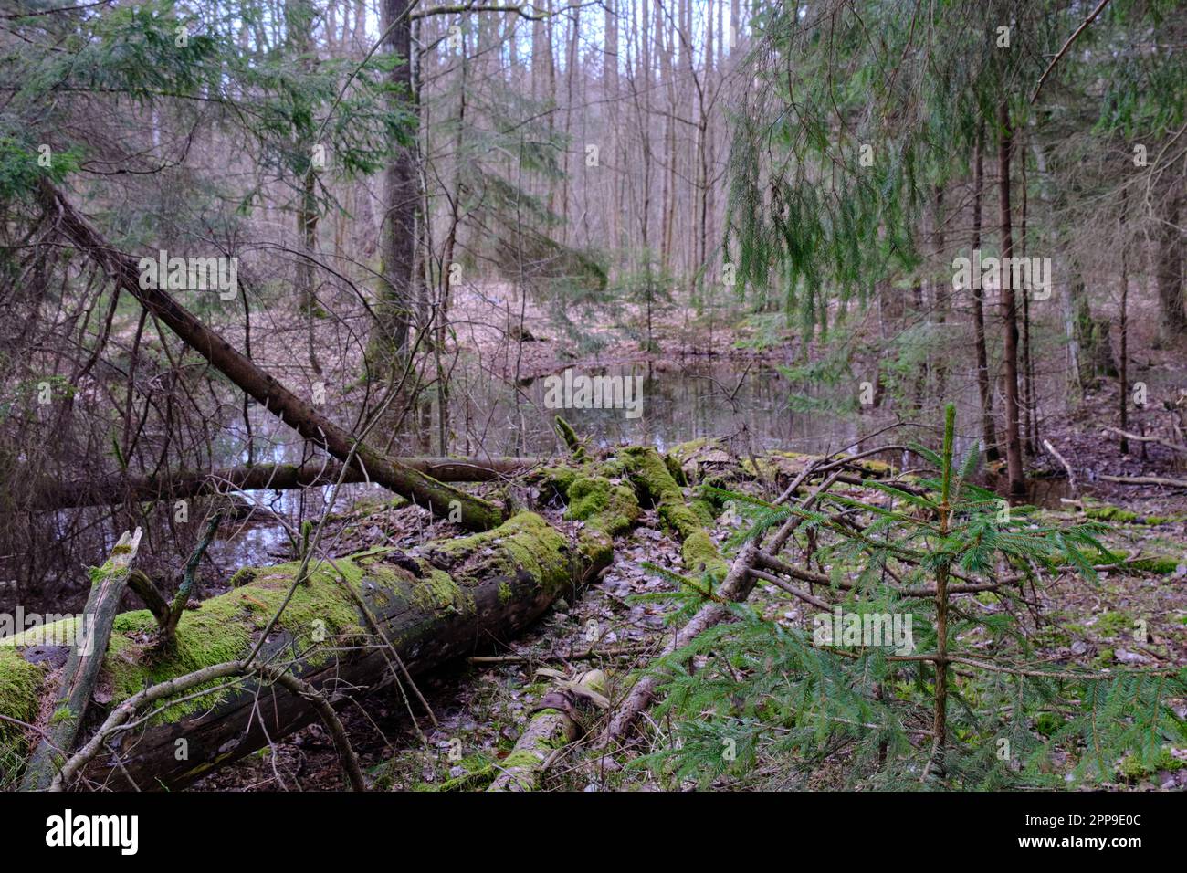 Stehendes Wasser in üppigen, sumpfigen Nadelwäldern bei Sonnenuntergang, Bialowieza Wald, Polen, Europa Stockfoto