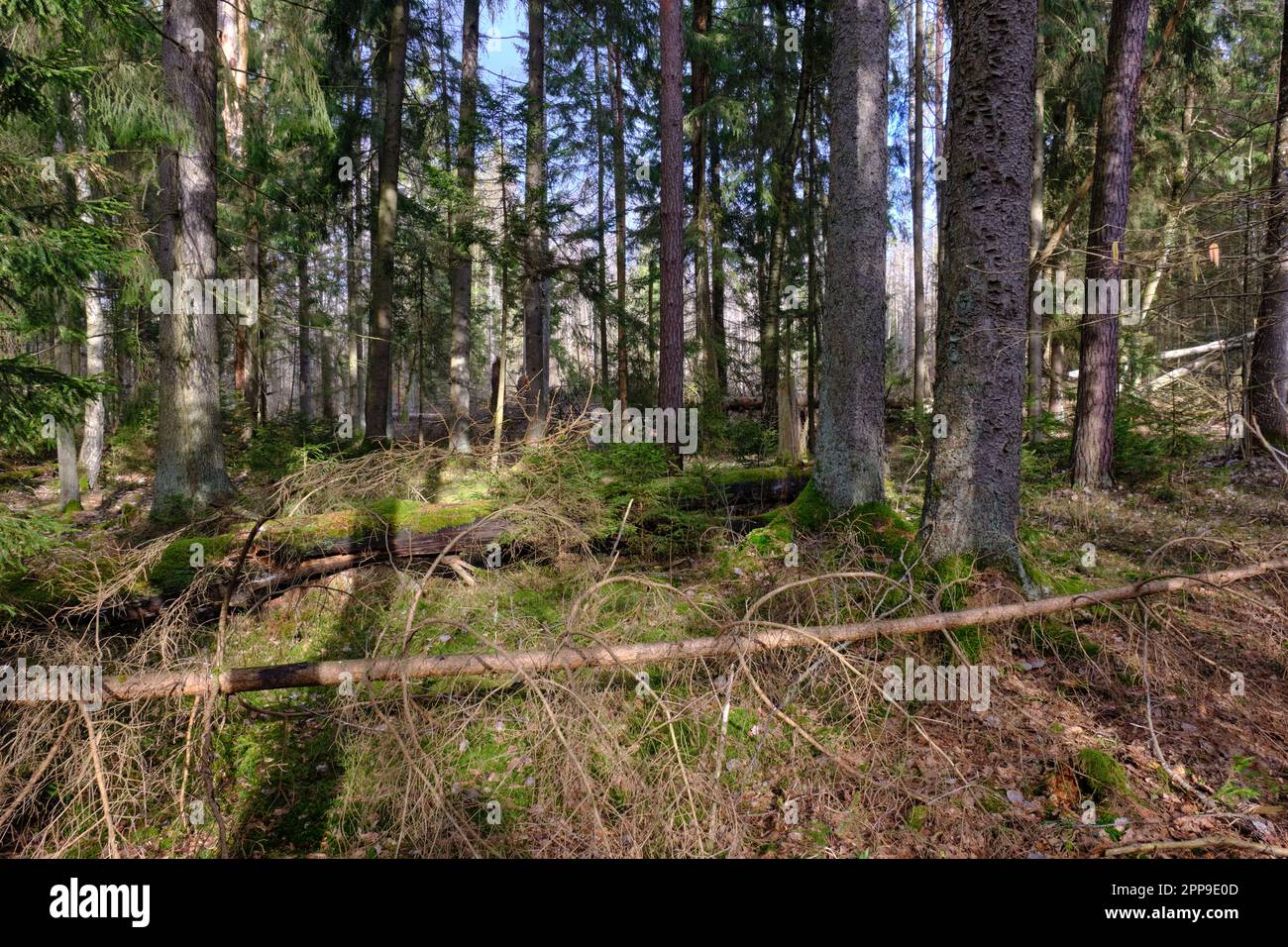 Nadelstand mit Fichte im Vordergrund, einige zerbrochene liegen im Winter daneben, Bialowieza-Wald, Polen, Europa Stockfoto