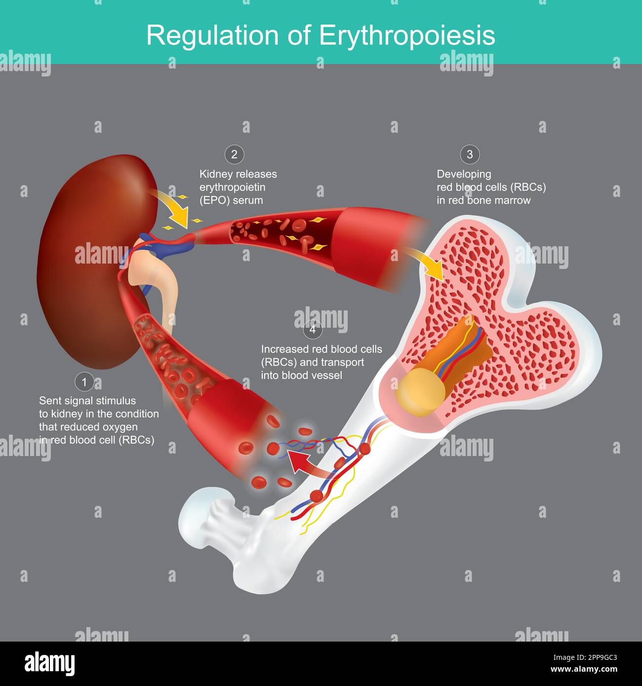 Regulation der Erythropoese. Die Produktion roter Blutkörperchen aus dem roten Knochenmark wird beeinträchtigt, wenn der Sauerstoff im Blutgefäß abnimmt. Stock Vektor
