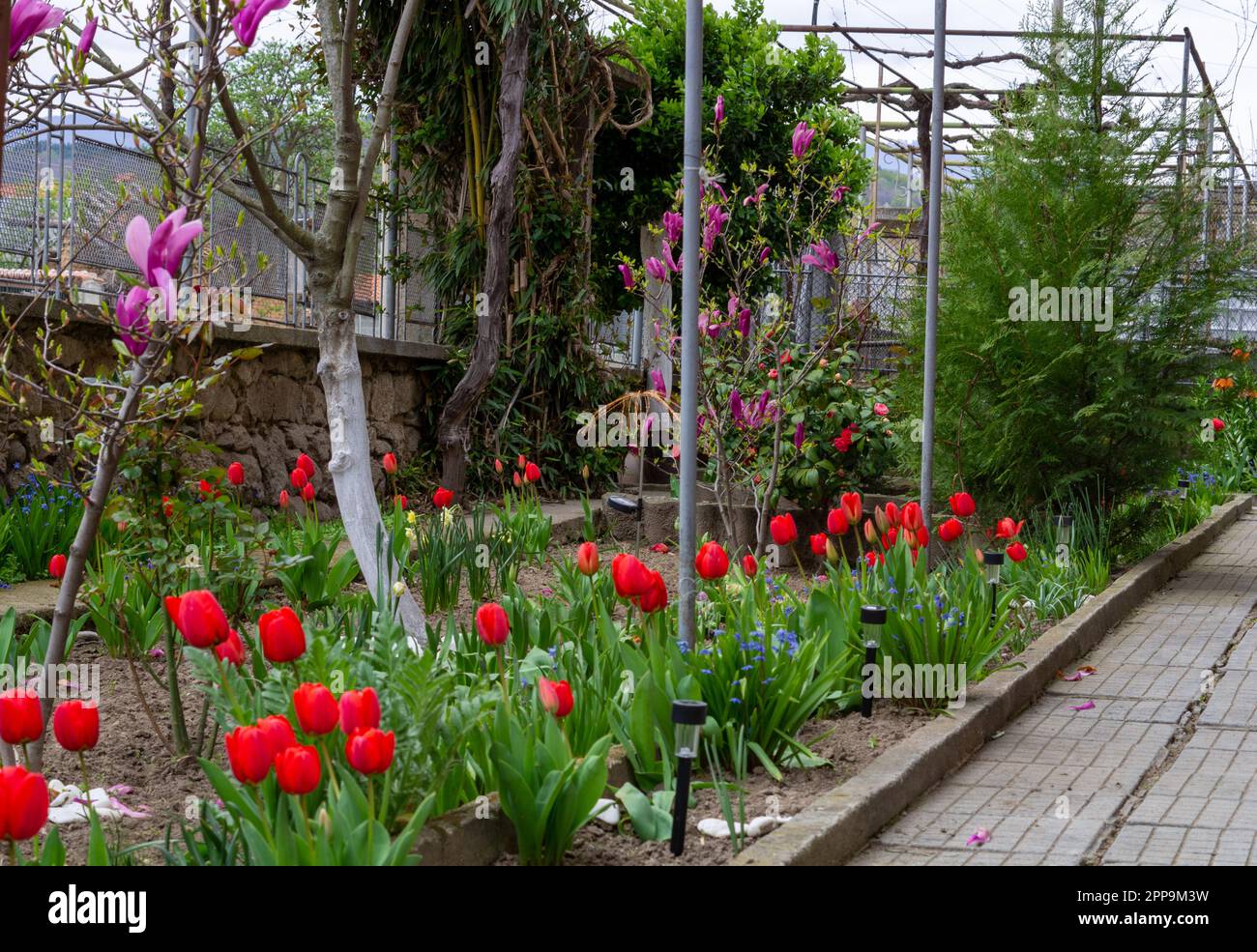 Rote Tulpen wunderschön Stockfoto