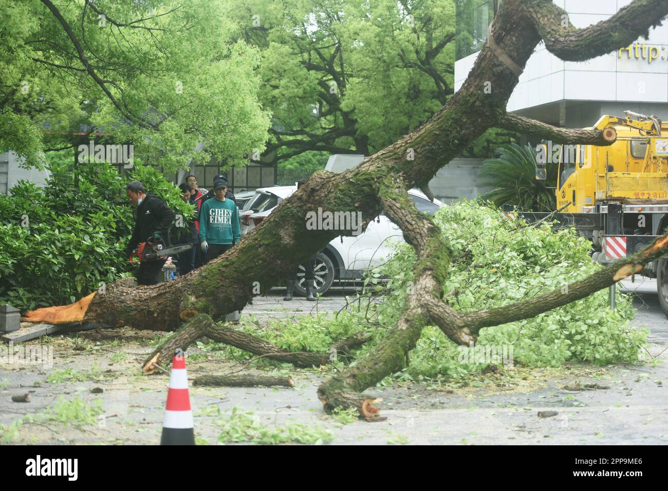 HANGZHOU, CHINA - 23. APRIL 2023 - Ein Gartenarbeiter reinigt einen 500 Jahre alten Kampferbaum, nachdem er von einem Fahrzeug in der Nähe des Westsees in Hangzhou, EAS, getroffen wurde Stockfoto