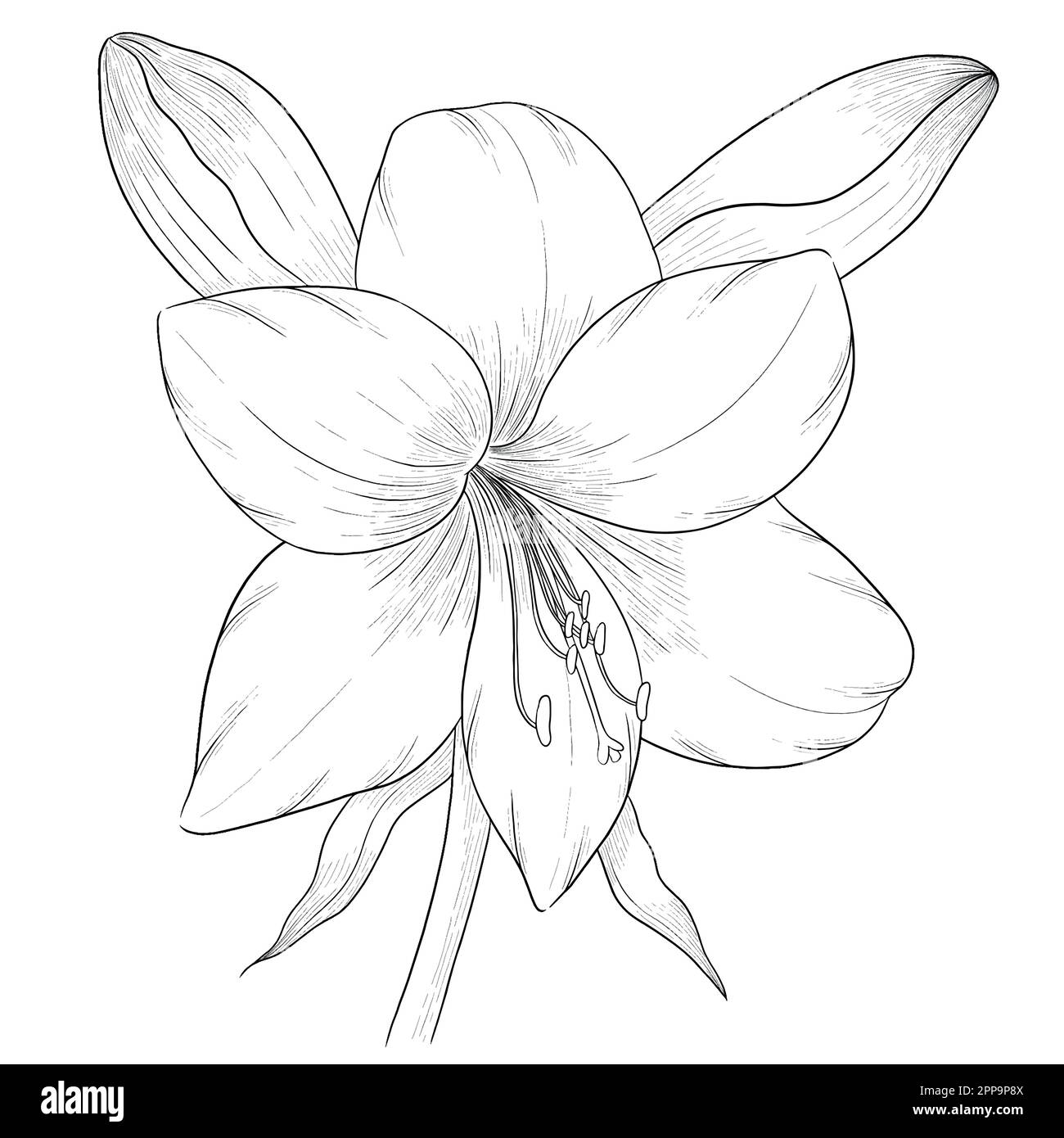 Umrisse florale Vektor-Illustrationen. Perfekt zum Gestalten von Einladungskarten, Blogs, Verpackungen und zum Ausmalen von Büchern. Botanische Illustrationen. Stock Vektor