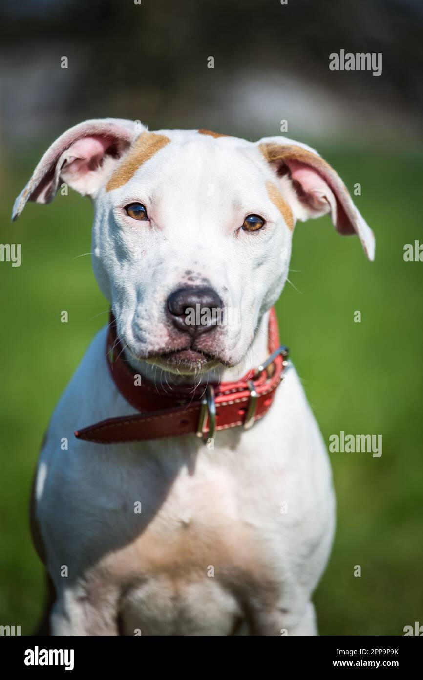 Amerikanischer Pit-Bullterrier Stockfoto