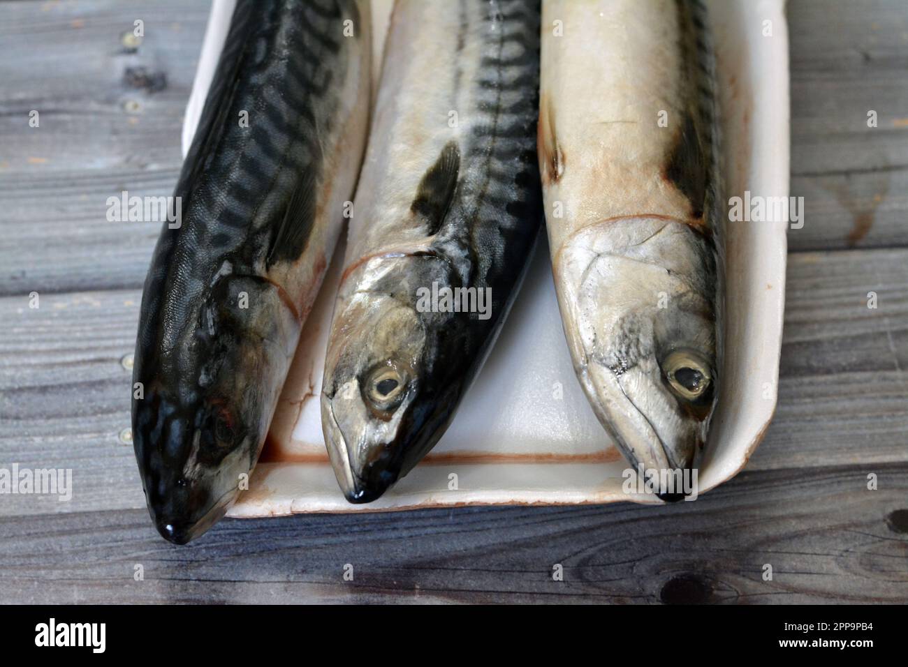 Makrelenfische, roh, roh, verschiedene Arten von pelagischen Fischen, meist aus der Familie Scombridae, Makrelenarten haben typischerweise tief gespaltene Schwänze Stockfoto