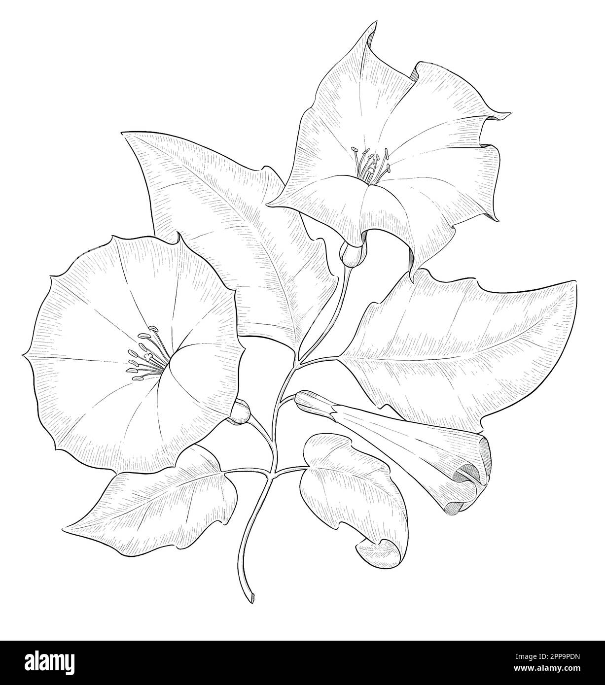 Umrisse florale Vektor-Illustrationen. Perfekt zum Gestalten von Einladungskarten, Blogs, Verpackungen und zum Ausmalen von Büchern. Botanische Illustrationen. Stock Vektor