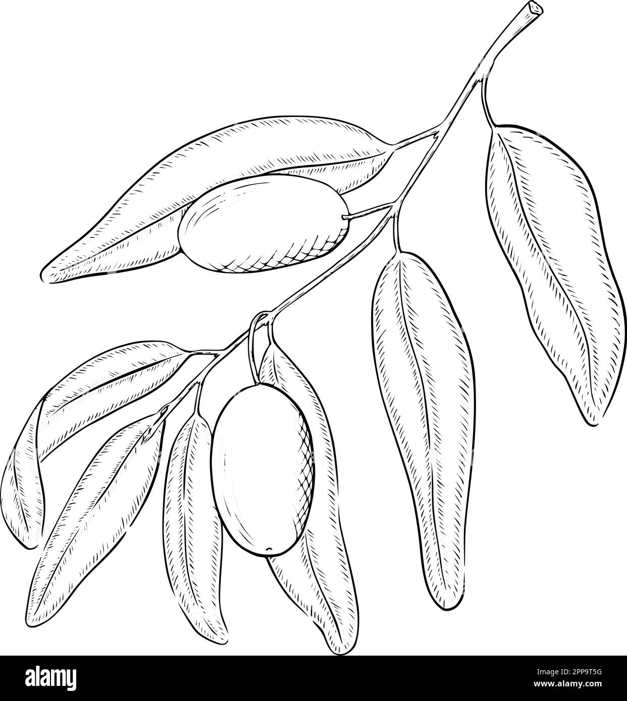 Olivenzweig mit Oliven und Blättern Vektorumriss Illustration Stock Vektor