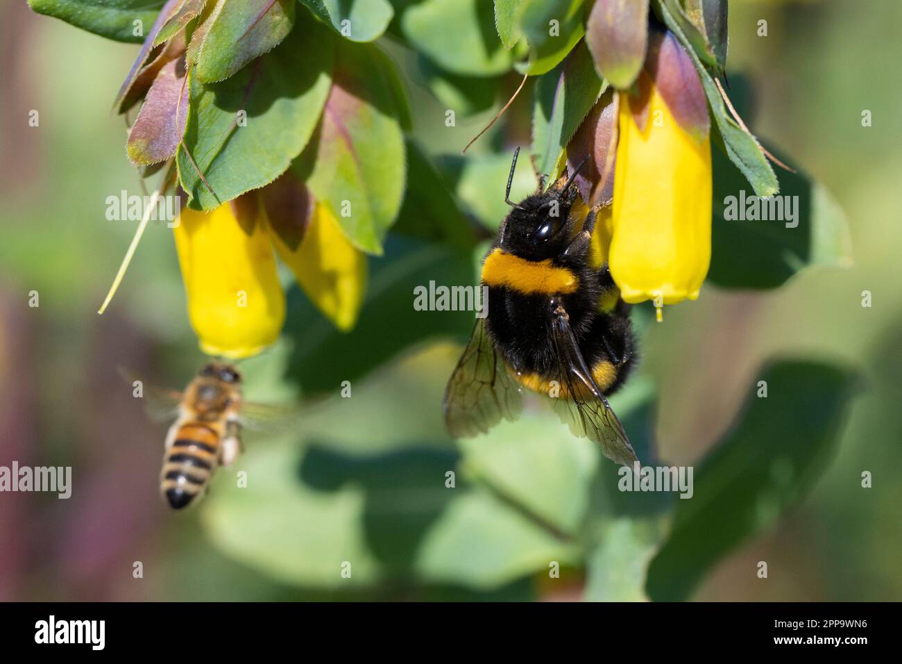 Hummel (Bombus sp.), Erwachsene auf Honigwürzblüte, Kampanien, Italien Stockfoto