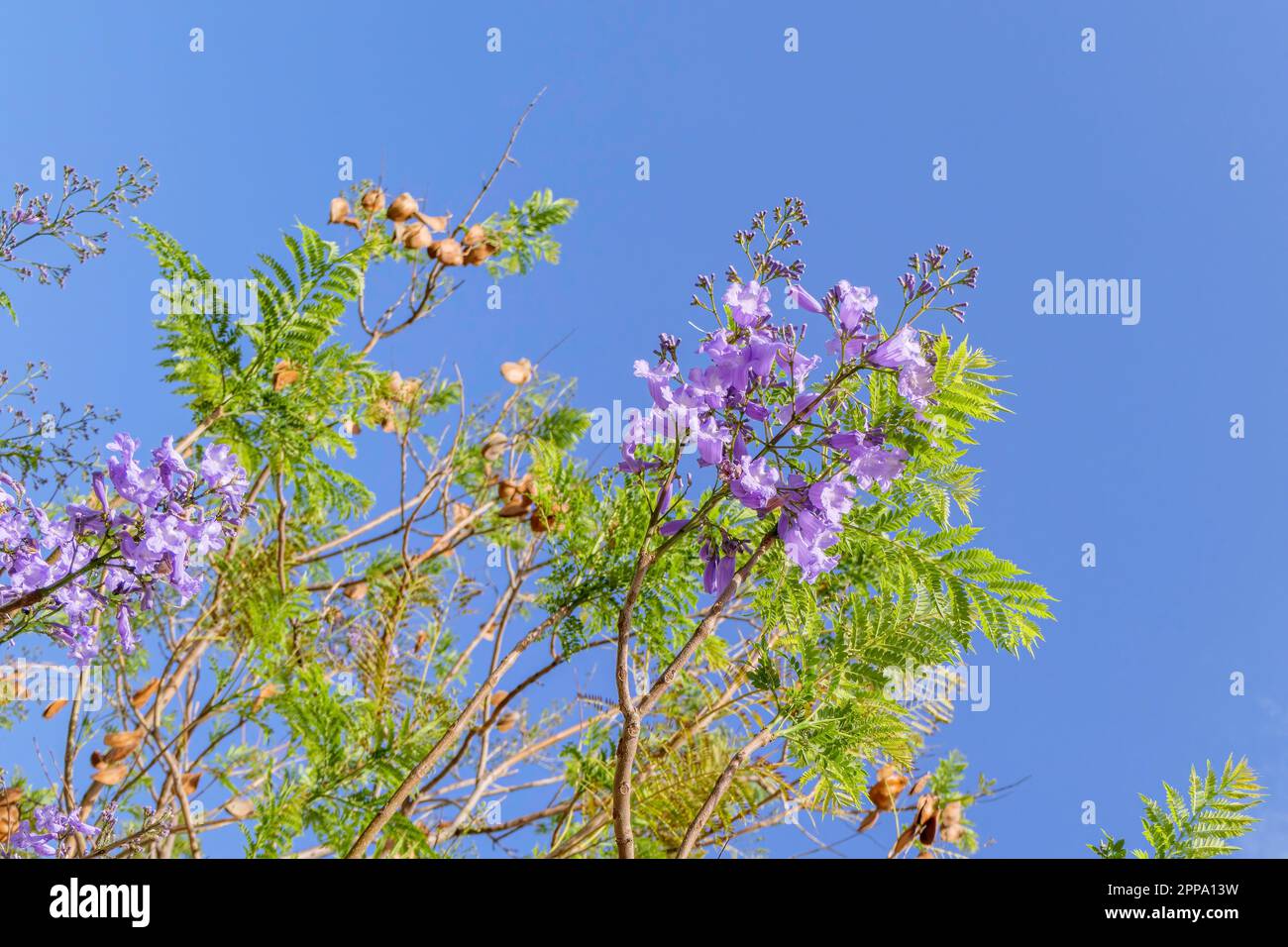 Violette Blumen und Samen des Jacaranda-Baumes inmitten des Laubs vor dem blauen Himmel. Nahaufnahme Stockfoto