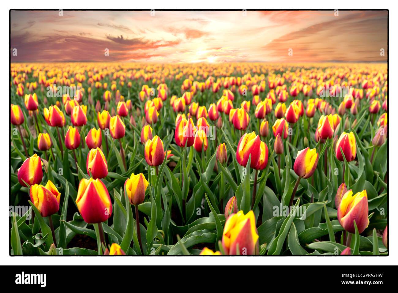 Tulip Field bei Sonnenuntergang in der Nähe von Arnhem - Holland. 2023 vvbvanbree Fotografie Stockfoto